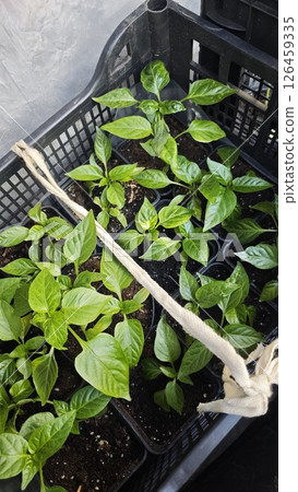 Young green pepper seedlings growing in small pots inside a plastic crate ready for transplanting. Concept of early cultivation and sustainable home gardening Young green pepper seedlings growing in small pots inside a plastic crate ready for transplanting. Concept of early cultivation and sustainable home gardening 126459335