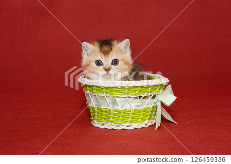 Small Scottish kitten sits in a green basket Small Scottish kitten sits in a green basket 126459386