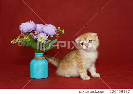 Red Scottish fold kitten and vase with flowers Red Scottish fold kitten and vase with flowers 126459387