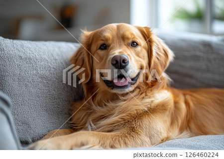 Golden retriever dog relaxing comfortably on a cozy couch at home 126460224
