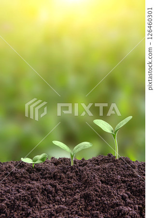 Plant growth evolution from seed to sapling. Young green seedling are growing from the rich soil in sunlight. Business growth, success, development and profit. Ecology and business concept. 126460301