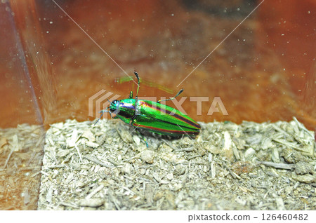 Tokaido Main Line Hiratsuka Jewel Beetle Tokaido Main Line Hiratsuka Jewel Beetle 126460482