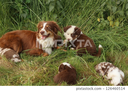 A dog and its puppies are laying in the grass 126460514