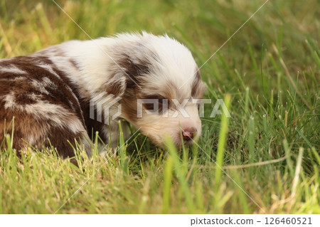 A brown and white puppy is laying in the grass A brown and white puppy is laying in the grass 126460521