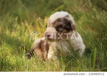A small brown and white dog is laying in the grass 126460522