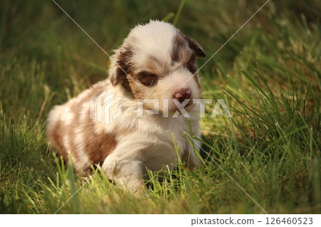 A small brown and white dog is laying in the grass 126460523
