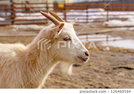 Goat resting peacefully against wooden fence in bright sunny farmyard 126460584
