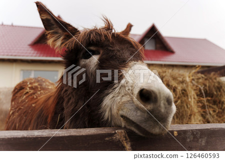 Donkey feeding on hay at farm during mellow afternoon in early spring 126460593
