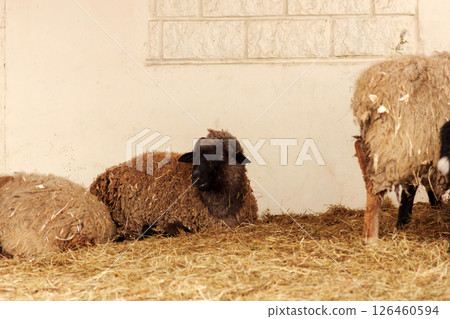 Sheep standing in a barn during daytime at a rural farm near a wooden fence and hay bale 126460594