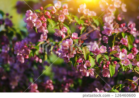 Blossoming white flowers frame a bright blue sky in a serene park during springtime near a bustling city backdrop 126460600