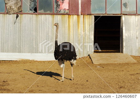 Several ostriches are observed in a warm, sunny environment, surrounded by a wooden fence 126460607