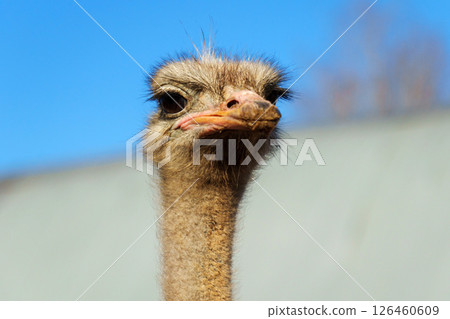 Close-up of an ostrich with curious expression near a barn under a clear blue sky 126460609