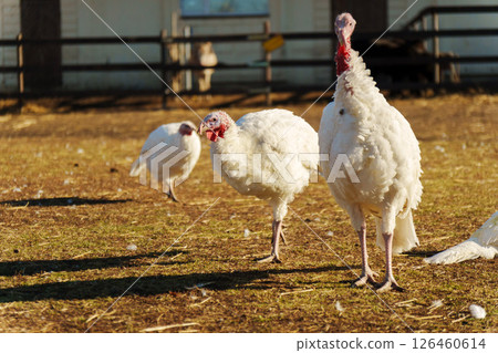 A white turkey is seen foraging on the ground near a barn. The setting is peaceful with sunlight 126460614