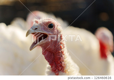 Turkey resting on the ground in a farm pasture during sunny afternoon in a rural setting 126460616