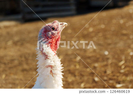 One turkey is vocalizing loudly, showcasing its unique features and colors against a blurred background. 126460619