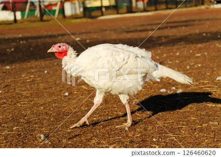 White turkeys wandering in a rural farmyard during midday, surrounded by straw and wooden structures 126460620