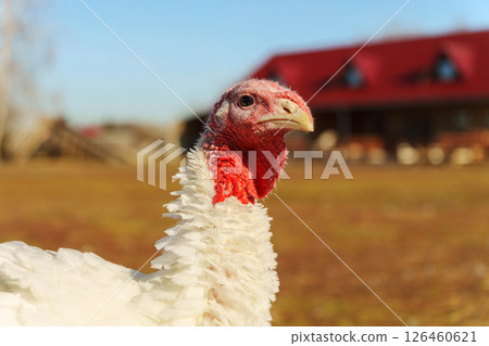 Turkeys roaming the farmyard near a large house on a sunny day Turkeys roaming the farmyard near a large house on a sunny day 126460621