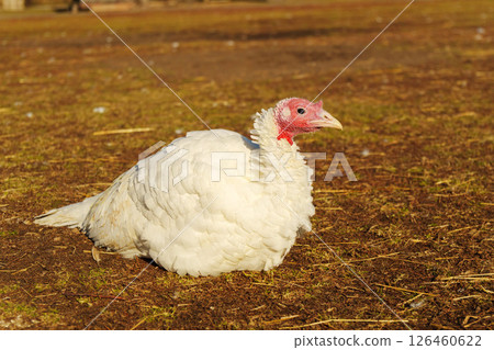 Close-up view of a turkey in a farm setting during daylight, showcasing its unique features and natural habitat 126460622