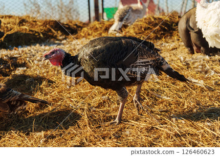 Turkeys roaming freely in an open barnyard during sunny autumn afternoon 126460623