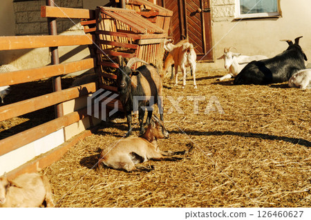 Goats resting in a sunny farmyard during the afternoon in a rural setting Goats resting in a sunny farmyard during the afternoon in a rural setting 126460627