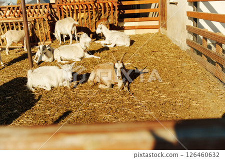 Young goat standing by wooden fence in sunny barnyard during afternoon 126460632