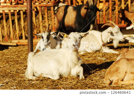 Goat stands in rustic barn light, highlighting its features and surroundings during golden hour Goat stands in rustic barn light, highlighting its features and surroundings during golden hour 126460641