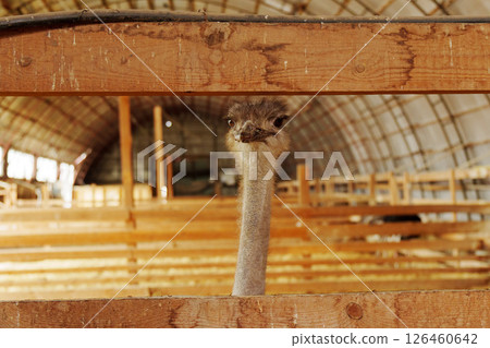 Ostriches stand side by side inside a rustic barn during daylight hours Ostriches stand side by side inside a rustic barn during daylight hours 126460642