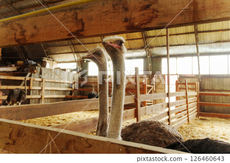 Ostriches stand side by side inside a rustic barn during daylight hours Ostriches stand side by side inside a rustic barn during daylight hours 126460643