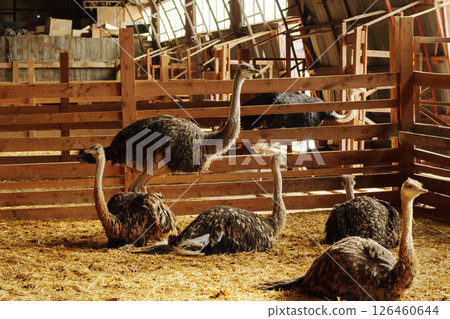 Ostrich walking in a rustic barn with wooden beams and straw on the floor during daylight hours Ostrich walking in a rustic barn with wooden beams and straw on the floor during daylight hours 126460644