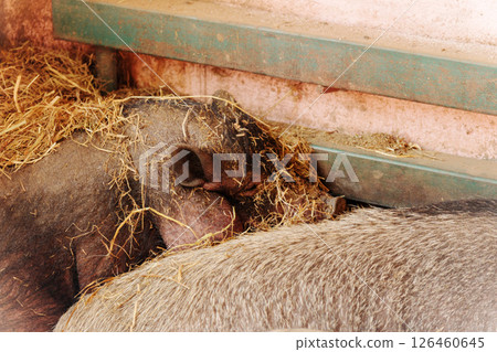 Two pigs are peacefully resting in a cozy barn filled with straw Two pigs are peacefully resting in a cozy barn filled with straw 126460645