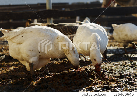 Geese foraging together in a sunlit farmyard setting, showcasing their natural behavior during the late afternoon 126460649