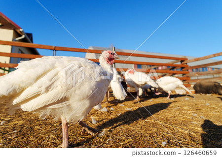 Farmyard setting showcases turkeys walking on grassy ground during the early morning 126460659