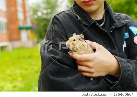 Friendly squirrel is gently cradled in a person hand, enjoying the warmth of the afternoon sun. Friendly squirrel is gently cradled in a person hand, enjoying the warmth of the afternoon sun. 126460664