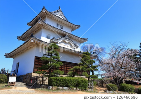 [香川縣] 春天櫻花盛開的丸龜城（現存天守閣和石牆名城） 126460686