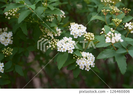 Kodemari Flower Kodemari Flower 126460806
