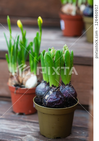Potted spring flower bulbs growing on wooden steps. 126460917