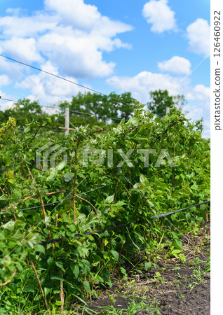 Green raspberry bushes growing on trellis under blue sky. 126460922