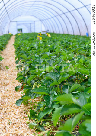 Strawberry plants growing in greenhouse with straw mulch. 126460925