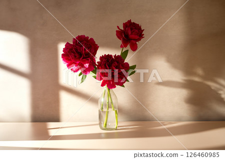 Red peony flower in a vase. Blooming peony flower, neutral background Red peony flower in a vase. Blooming peony flower, neutral background 126460985