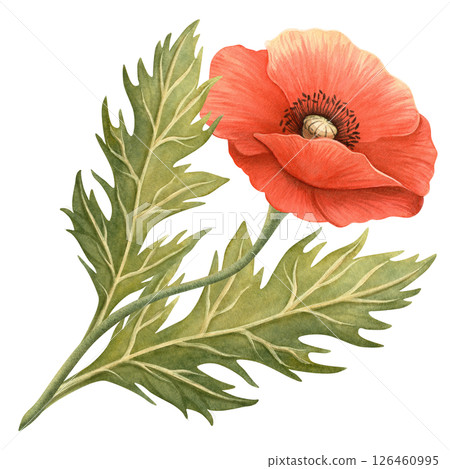 Red poppy flower with green foliage watercolor illustration. Floral bouquet element, symbol of Remembrance, ANZAC, Veterans Days. Perfect for Memorial day events, spring or summer seasonal decoration Red poppy flower with green foliage watercolor illustration. Floral bouquet element, symbol of Remembrance, ANZAC, Veterans Days. Perfect for Memorial day events, spring or summer seasonal decoration 126460995