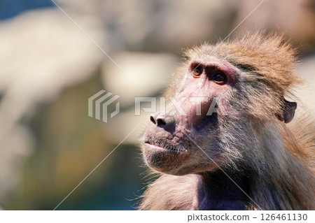 Mantle huge 126461130