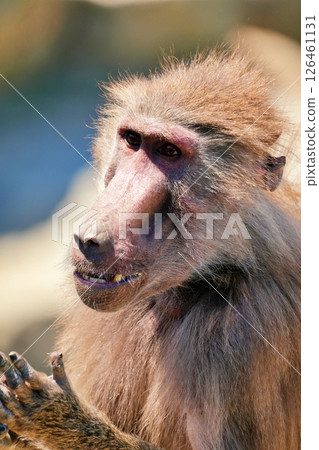 地幔巨大 126461131