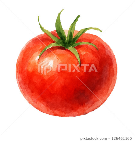 番茄(紅色蔬菜/食物)的水彩插圖 番茄(紅色蔬菜/食物)的水彩插圖 126461160