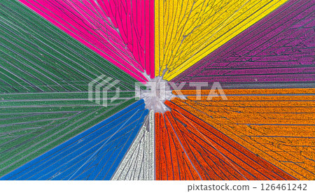 Aerial view of tulip fields  .Background concept. Generated Image 126461242