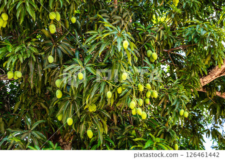 American-style houses in Belterra, Para in Brazil. American village built by Henry Ford 126461442