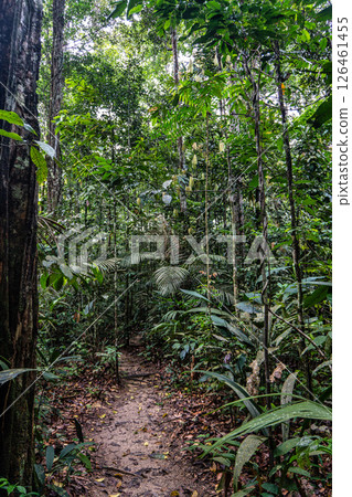 The Musa botanical garden. Manaus, Brazil. Natural beauty, Floresta Amazonica The Musa botanical garden. Manaus, Brazil. Natural beauty, Floresta Amazonica 126461455