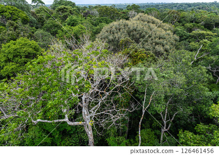 View from the tower of the Musa botanical garden. Manaus, Brazil. Natural beauty, Floresta Amazonica 126461456