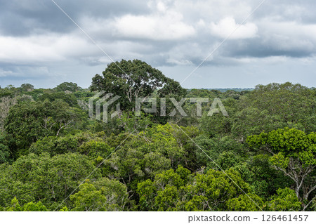 View from the tower of the Musa botanical garden. Manaus, Brazil. Natural beauty, Floresta Amazonica View from the tower of the Musa botanical garden. Manaus, Brazil. Natural beauty, Floresta Amazonica 126461457