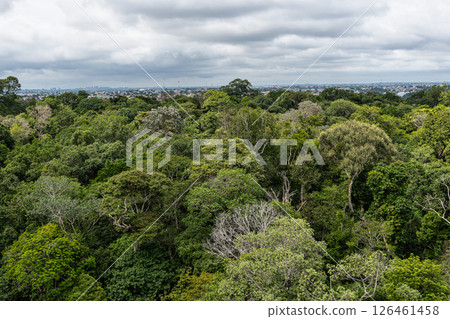 View from the tower of the Musa botanical garden. Manaus, Brazil. Natural beauty, Floresta Amazonica 126461458