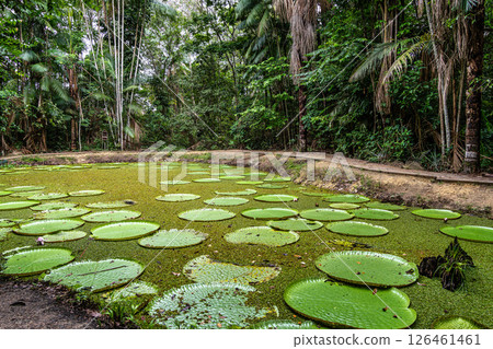 Victoria amazonica flower at Museu da Amazonia, MUSA in Manaus, Brazil. The largest of the water lily family 126461461